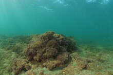 Rugged Seabed In Shallow Water Covered With Short Brown Algae And Coarse Sand. Location: Leigh New Zealand
