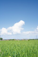 Wall Mural - Vertical landscape of green wheat field on a sunny day