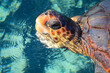 Eine Aufnahme einer geschützen Meeresschildkröte im Wasser. Diese Schildkröten brauchen den Weltweiten Schutz und ihrer Habitate.
