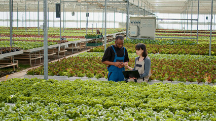 Diverse greenhouse workers using laptop to manage online orders for harvested crops while coworkers move crates for delivery. Man and woman using portable computer talking about harvesting lettuce.