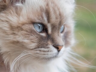 Poster - Closeup of Siberian cat with blue eyes