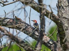 Selective Focus Shot Of Adorable Red Bellied Woodpecker Resting On The Tree Branch In Florida