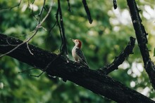 Closeup Shot Of A Red-bellied Woodpecker Perched On A Tree Branch