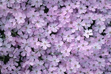 Top view of creeping phlox subulata flowers on a sunny day