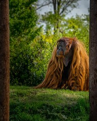 Canvas Print - Sumatran orangutan with its red hair walking on a grass