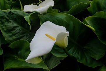 Wall Mural - Calla Flower Infront of the Green Leaves