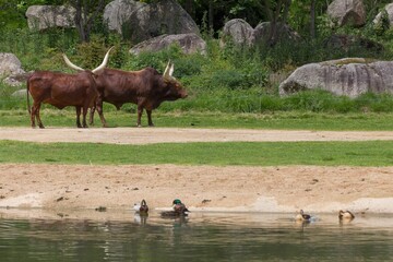 Huge Ankole-Watusi cattles near the lake with wild ducks swimming in the lake