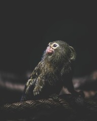 Wall Mural - Vertical shot of a tiny pygmy marmoset sitting on a rope in a blurred background