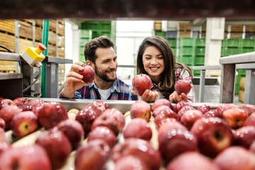 Wall Mural - Two happy workers taking fresh organic apples from pile.