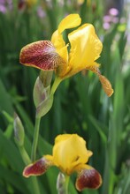 Vertical Closeup Shot Of A Yellow Bearded Iris In A Garden