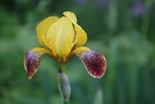 Closeup Shot Of A Yellow Bearded Iris In A Garden
