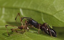 Fighter Ant Defending Himself By Killing A Much Larger Spider