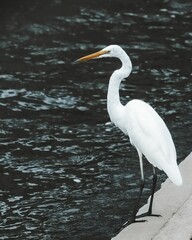 Sticker - Vertical shot of a white egret near Hangang Park in Seoul, South Korea