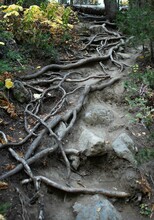 Exposed Tree Roots On A Forest Path.