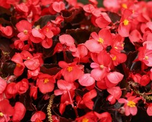 Closeup Shot Of Red Begonia Flowers
