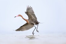 Closeup Shot Of A Reddish Egret Flying Over The Still Morning Waves Of The Sea