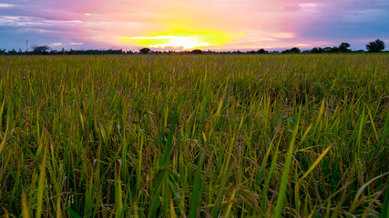 Wall Mural - Rice field in central Thailand, paddy field of rice during rain monsoon season in Thailand. green paddy field 