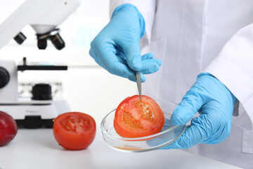 Wall Mural - scientist holding petri dish with slice of tomato in laboratory, closeup. poison detection