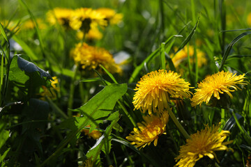 Poster - Beautiful bright yellow dandelions in green grass on sunny day, closeup