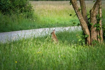 Wall Mural - Cute hare in the grass by the path in a forest