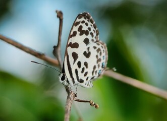 Poster - Common Pierrot butterfly (Castalius rosimon) on a tree branch