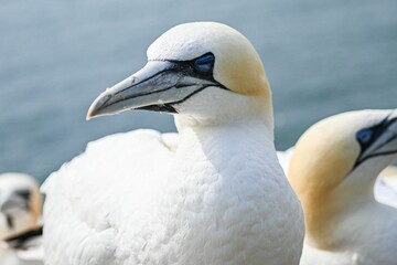 Northern c (Morus bassanus) near the sea