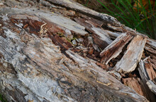 Rot On Dead Wood, Natural Textured Detail On Spruce Trunk