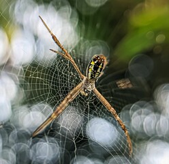 Sticker - Closeup shot of argiope keyserlingi spider on a web with bokeh lights in the background