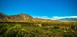 Panorama of green desert trees and shrubs growing amid mountains in Borrego Springs on a sunny day