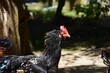 Closeup of a Rhode Island chicken on a farm