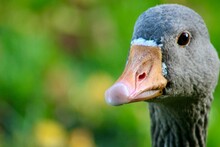 Closeup Shot Of A Gray Goose With An Orange Beak