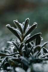 Sticker - Selective focus shot of a rosemary plant with dew drops on a blurred background