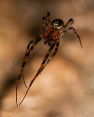 Canvas Print - Vertical closeup of a spider against a blurry background