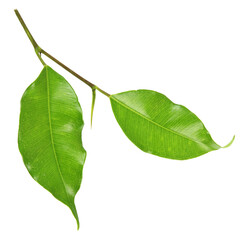 Poster - green leaf on transparent background png file