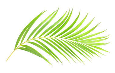 Wall Mural - green leaf of palm tree on transparent background png file