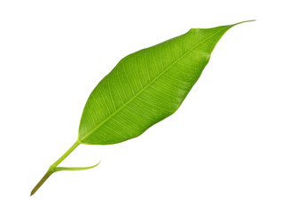 Poster - green leaf on transparent background png file