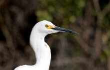 Snowy Egret In Profile Up Close And Isolated With Negative Space
