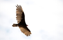 Turkey Vulture In Flight Up Close With Bright Red Head.  Landscape With Negative White Space And High Key