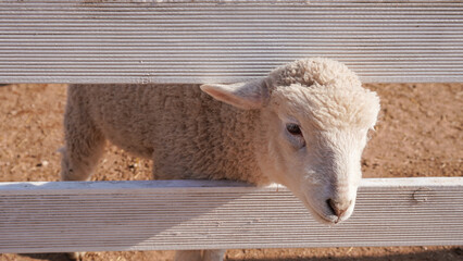 lamb on the farm