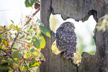 Wall Mural - Little owl 