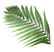 Leinwandbild Motiv tropical nature green palm leaf on transparent background png file