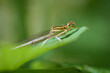 A common winter damselfly resting on a leaf