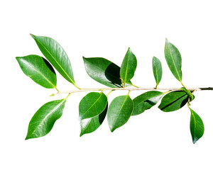 Wall Mural - Green leaves branch isolated on transparent background - PNG format.