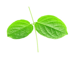 Poster - green leaf isolated on transparent background png file