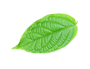 Poster - green leaf isolated on transparent background png file