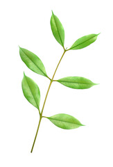 Poster - stalk green leaf isolated on transparent background png file