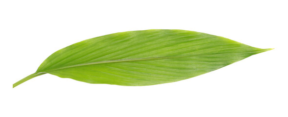 Poster - green leaf isolated on transparent background png file