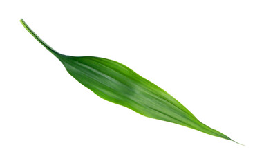 Poster - green leaf isolated on transparent background png file