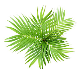 Poster - green leaf of palm tree isolated on transparent background png file