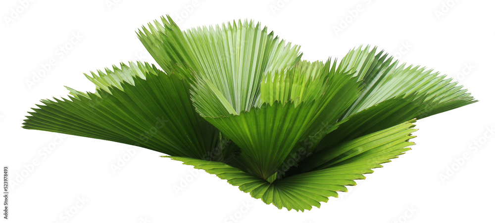 leaves of palm tree isolated on transparent background png file Stock ...